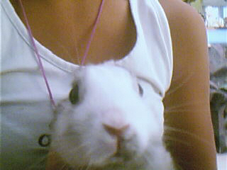 lapinou